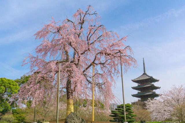 ≪オンライン≫よくわかる日本語講座