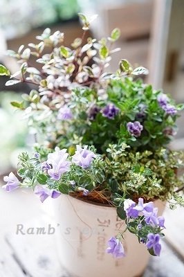 秋の寄せ植え教室