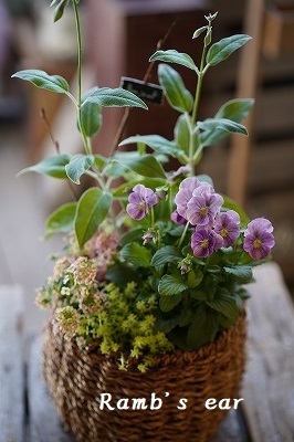 秋のバスケット寄せ植え教室