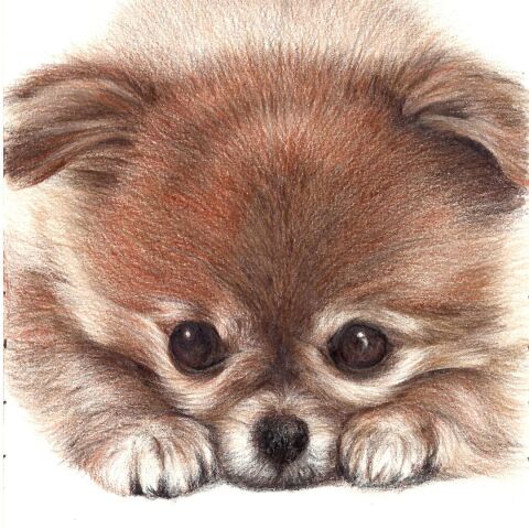 【入会金不要・1日講座】『まん丸お目目の子犬』をリアルに色えんぴつで描こう！