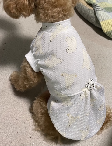 「うちの子」の犬服講座