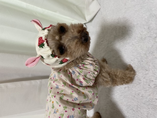 夏休みワークショップ　「犬服【わんこのクールネックスヌード】を作ろう！」