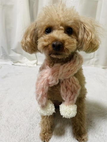 愛犬のための「暖かいお散歩マフラー」