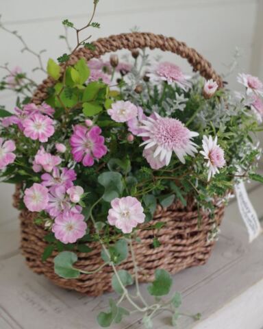 キャプテン・トヨダの寄せ植えギャザリング