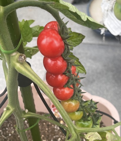 [夏休み特別講座] 野菜の収穫体験～ナス・ミニトマト・オクラ～