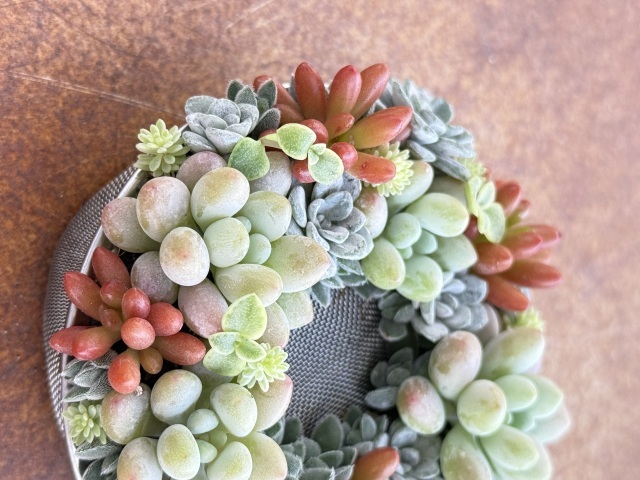 NEW】はじめての多肉植物 寄せ植えレッスン｜滋賀県で習い事なら