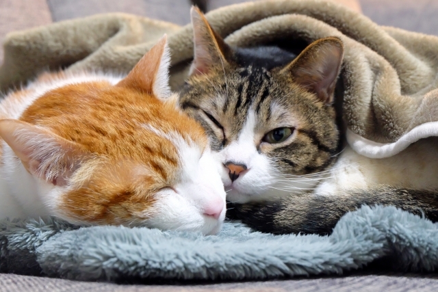 ペットシッター士資格認定講座　12月までの日程を更新いたしました！