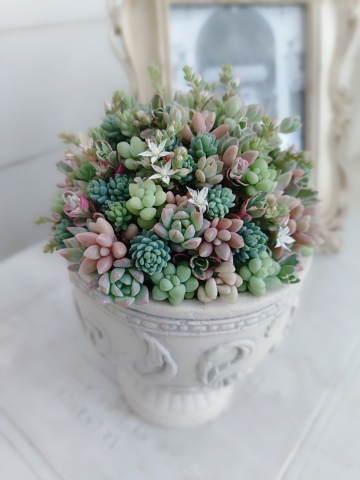 キャプテントヨダの寄せ植えギャザリング