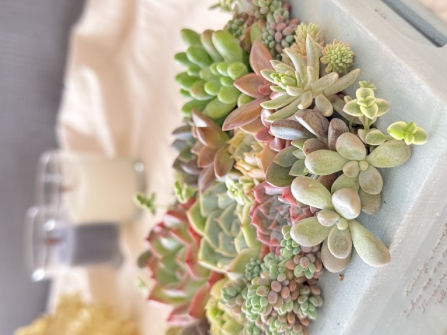 【NEW】はじめての多肉植物 寄せ植えレッスン