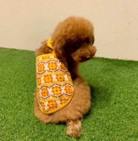 NEW犬服入門講座    