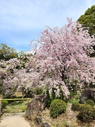 全国絶景桜の名所