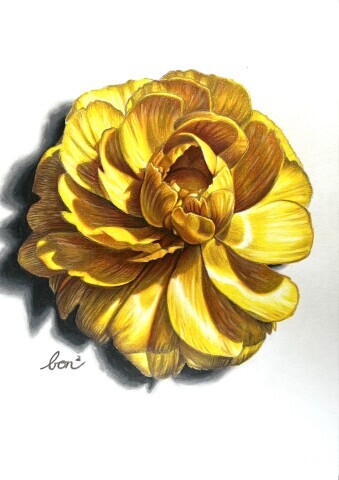 オンライン講座【”つい二度見”のリアルな絵が描ける！色鉛筆画教室】のご紹介♪