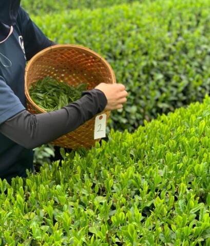【5月のオススメ現地講座】日本茶発祥の地・大津に学ぶ　茶の文化と愉しみ～知・味・遊のひととき～