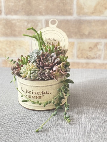 【NEW】はじめての多肉植物 寄せ植えレッスン