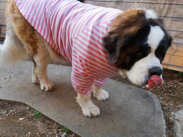 NEW犬服入門講座    