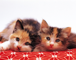 【2月の1day講座（入会金不要）】