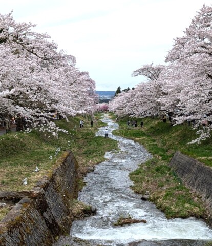 全国絶景桜の名所