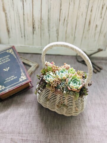【新講座】多肉植物の寄せ植え体験会のお知らせ