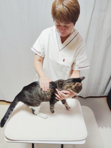 ペットと暮らすみなさまへ♪おすすめの特別講座
