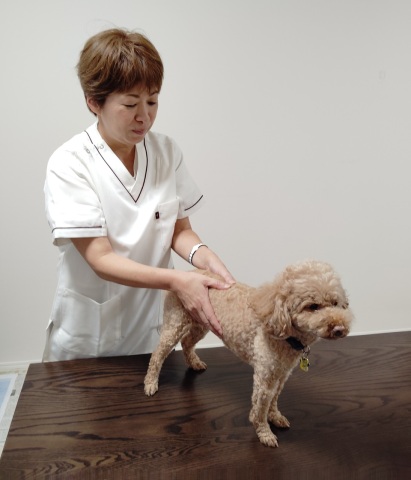 11/1(日)犬の日特別企画！
