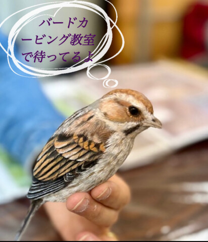 本物の野鳥？バードカービング教室
