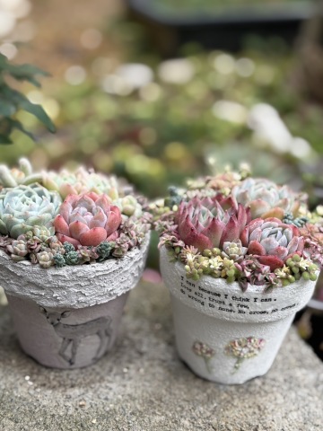 【新規講座のご案内】はじめてでも楽しい♪ぷっくりかわいい多肉の寄せ植え