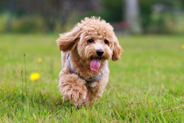 ～オンライン資格取得講座 おすすめご紹介～