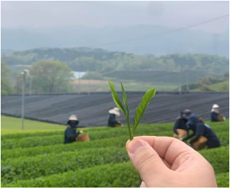 【5月のオススメ現地講座】日本茶発祥の地・大津に学ぶ　茶の文化と愉しみ～知・味・遊のひととき～