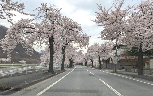全国絶景桜の名所