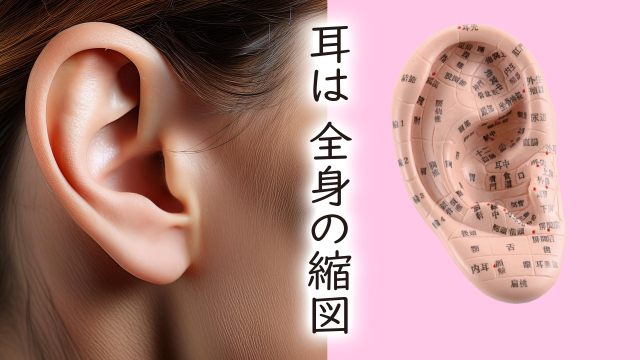「耳つぼを知る」～耳つぼジュエリー・セラピスト～　1日講座のご案内（ディプロマ取得）