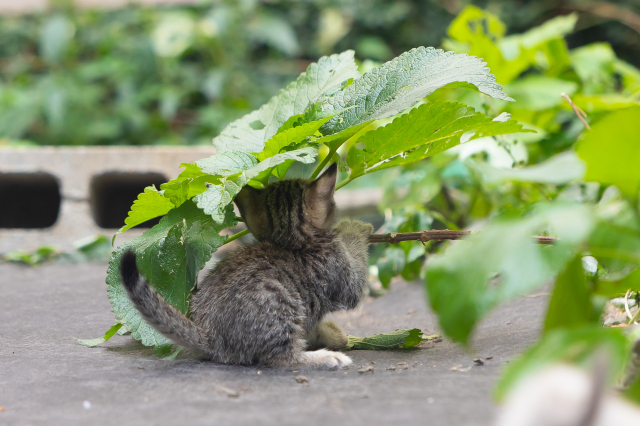 にゃんカル ～JEUGIA猫まつり～