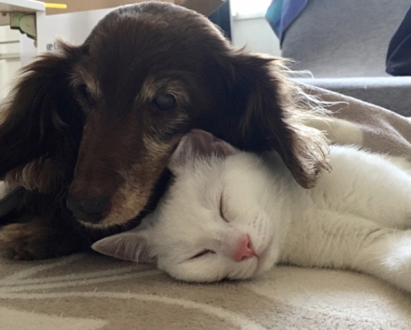 【資格取得講座】ペットシッター士資格認定講座（2日間）