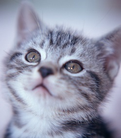 【資格取得講座】ペットシッター士資格認定講座（2日間）