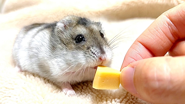 ペットの健康と暮らしを、もっと深く、もっと幅広く。